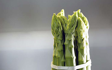 Sorting of green asparagus in bundles with spears of exactly the same length